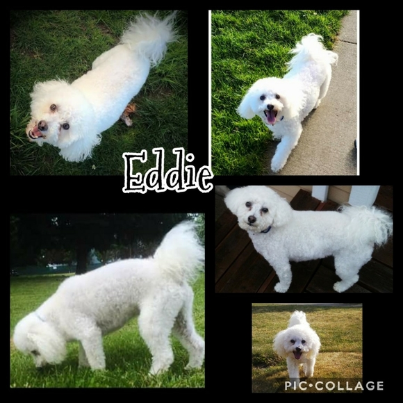 Meet your posher ๐คโคโบ๐ฏ๐๐๐ - Picture 14 of 16